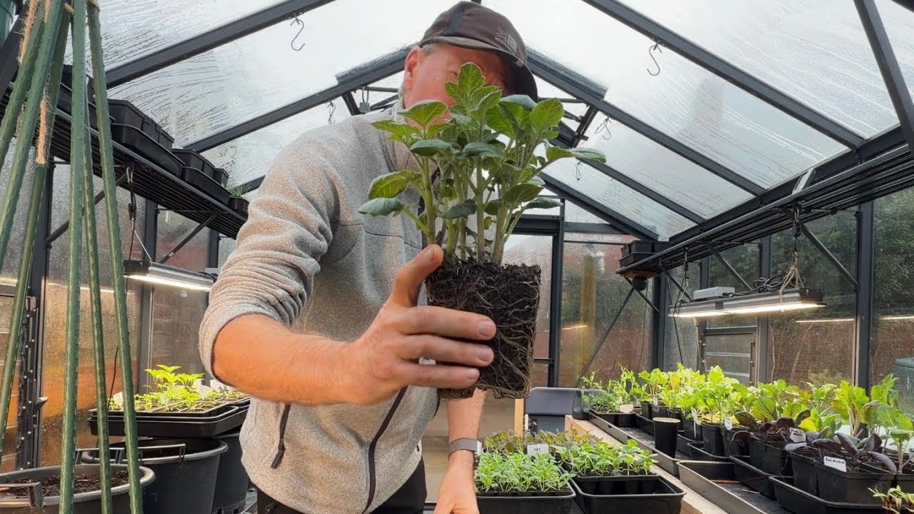 It’s early potato time! Lovely new potatoes in April and May