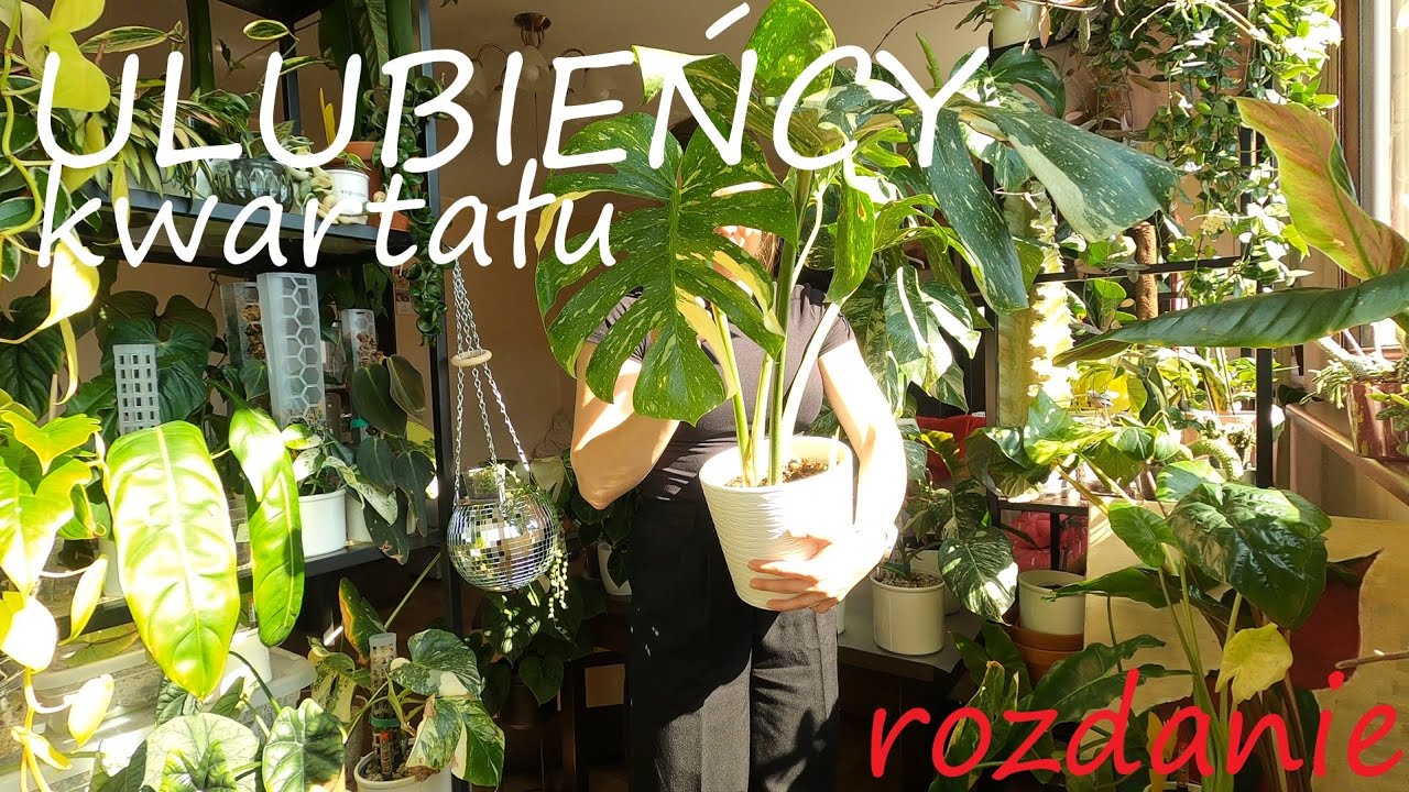 Moje TOP roślin - ulubieńcy kwartału | rozdanie 🌱