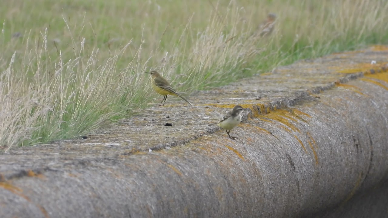 Goldcliff Birding 65   4K
