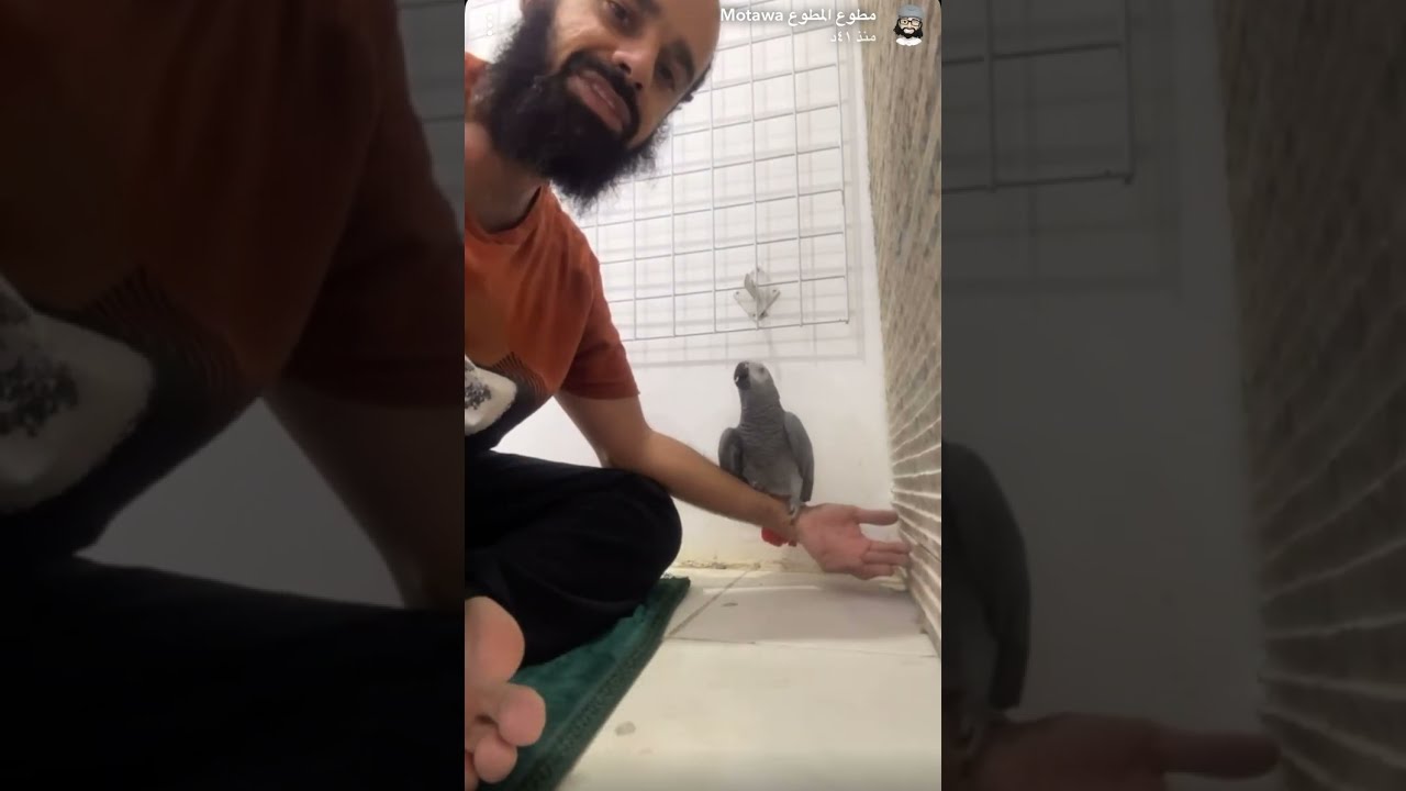 ترويض كاسكو عنيف مايقبل المسح ويعض ويجاعر خليته يقبل مسح ويطلع غصب