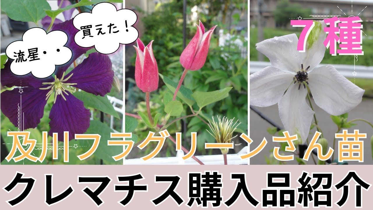 [Садоводство] [Как купить клематис Рюусэй] Саженцы Ойкавы Хулы Грин 🌸 Знакомство с покупкой и ухо...