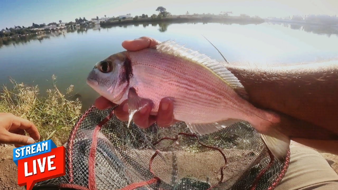 Pêche Daurade au Flotteur avec montage ultra light a Bolognese صيد سمك الدوراد