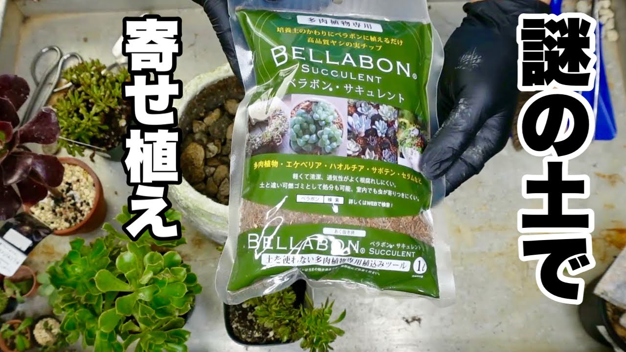 ベラボンサキュレントで多肉の寄せ植え作ってみたんだが　【園芸超人カーメン君】