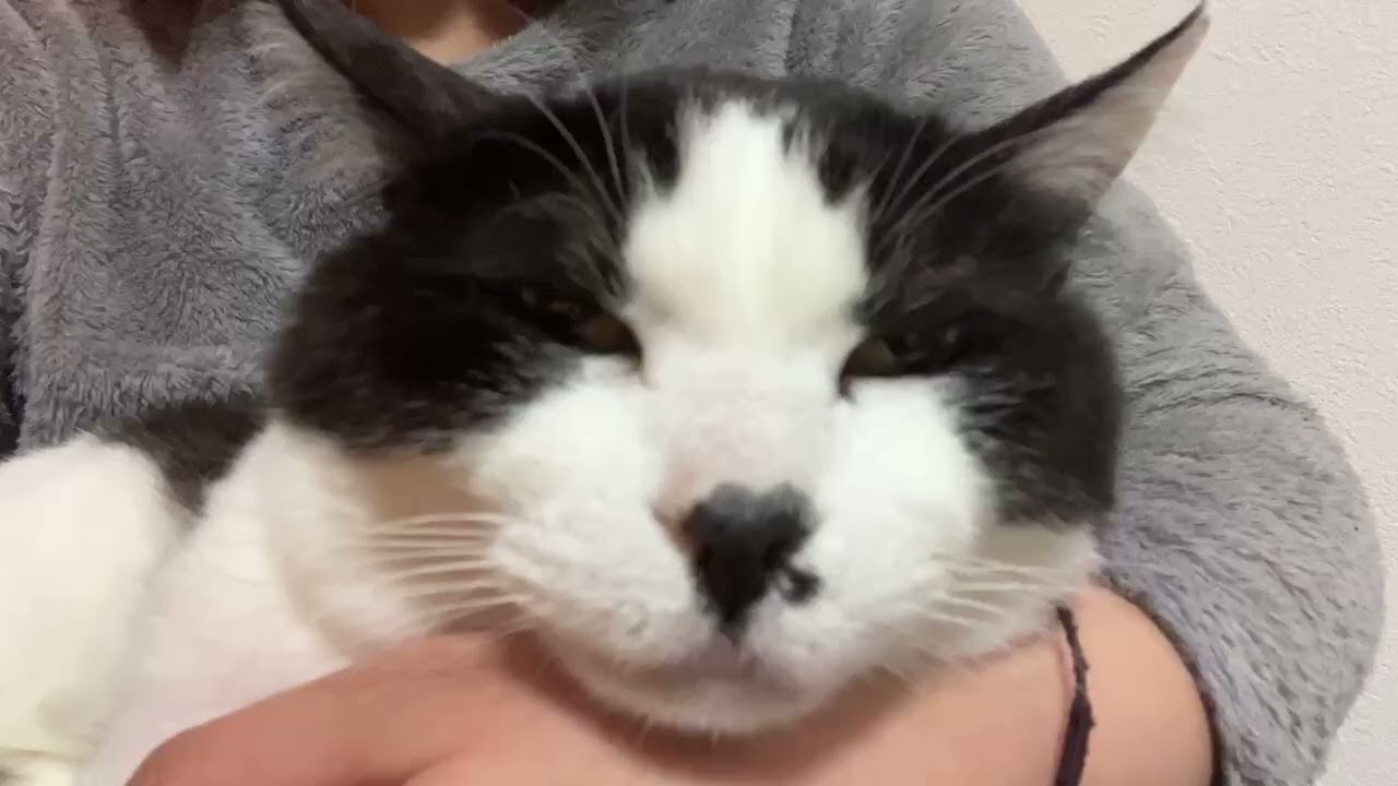 顎撫でで溶けそう