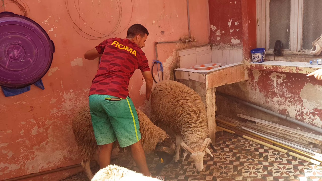 Hawli 2019