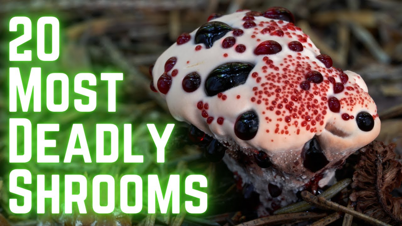 Poisonous Mushrooms So Toxic You Might Not Survive (How To Identify)