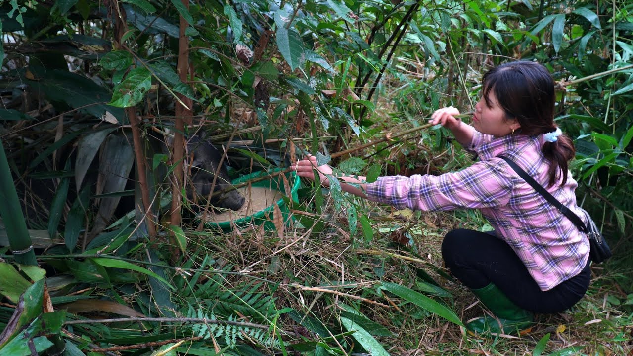 Going deep into the forest to get banana flowers to sell, Mother pig gives birth in the forest.