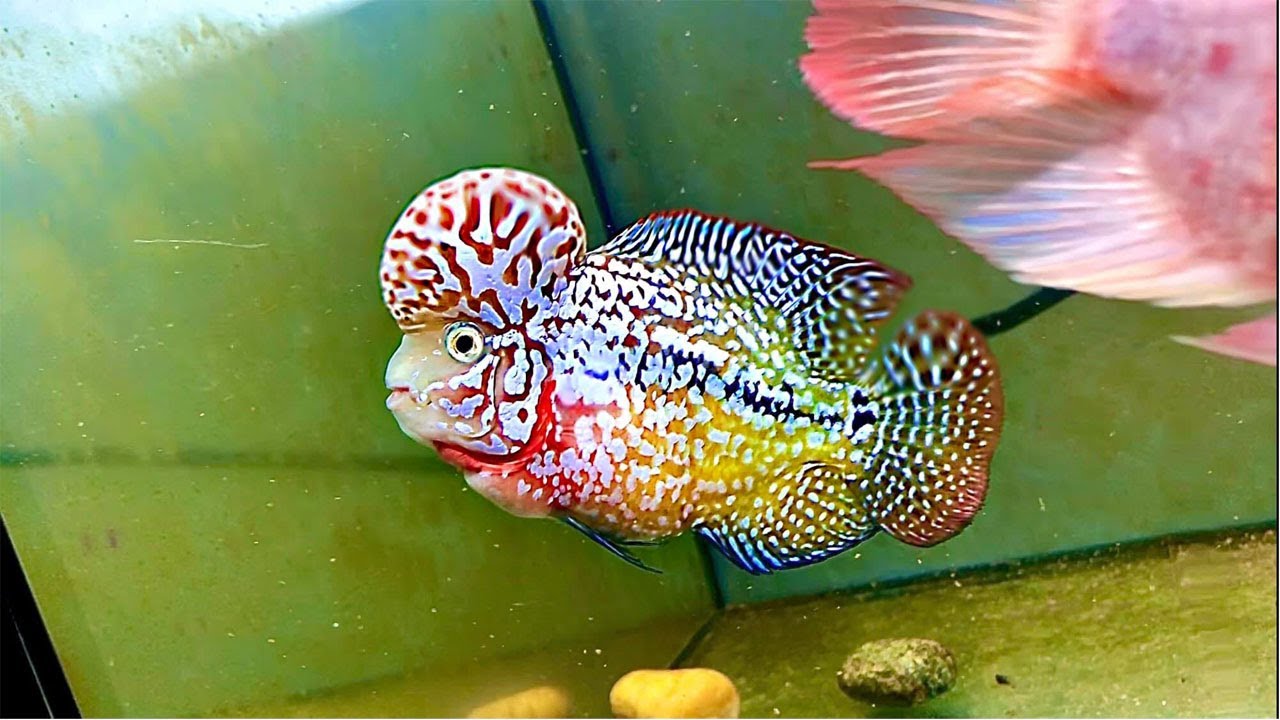 Best types of kamfa flowerhorn fish | Beutiful  color kamfa flowerhorn fish