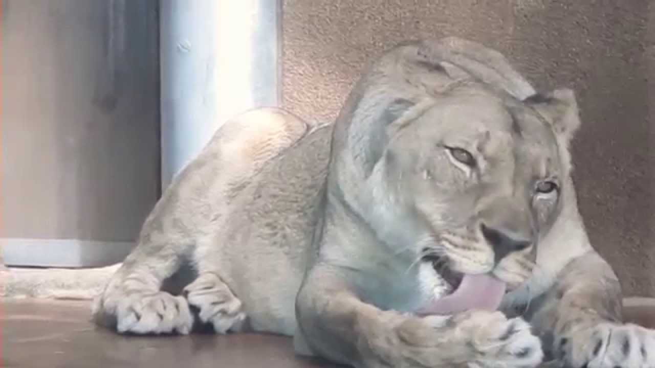 One Big Cat [ HD ]