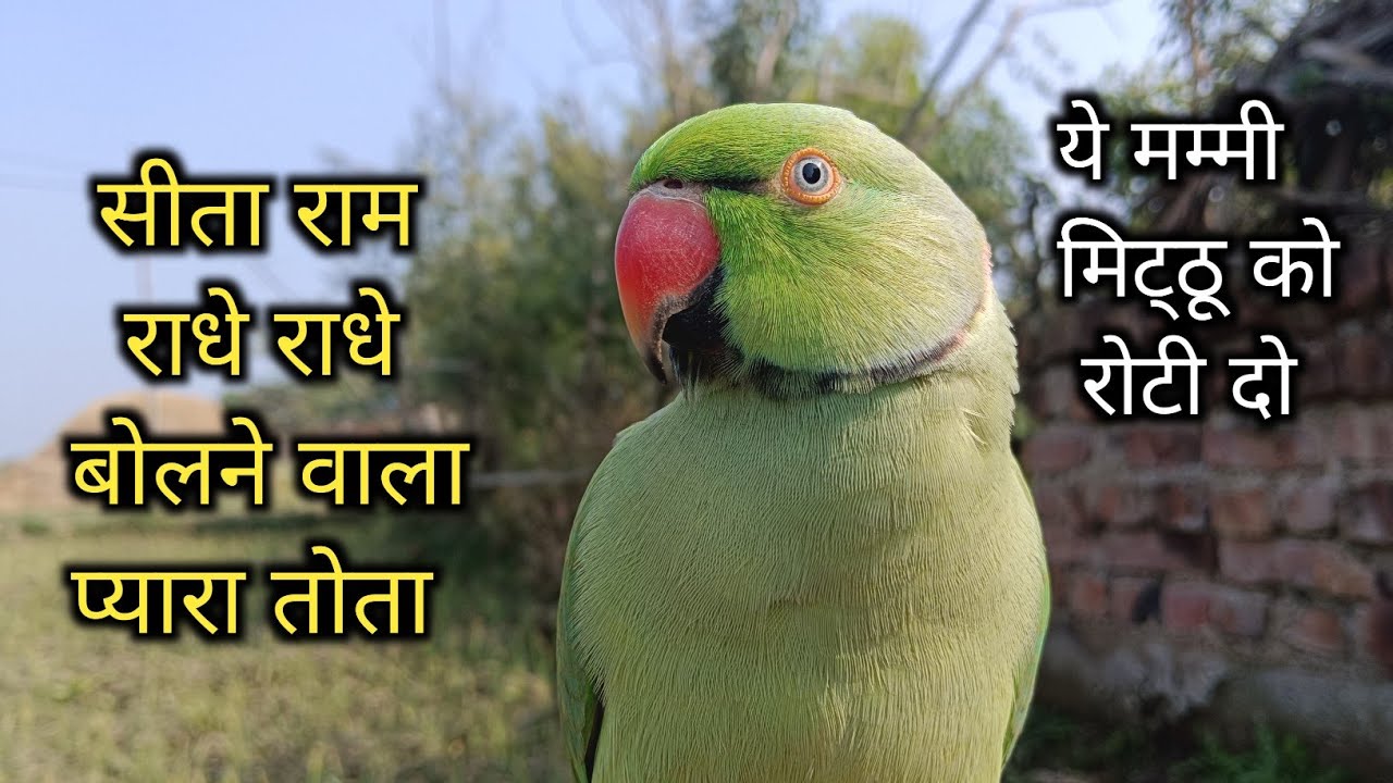 Parrot talking sita-ram🚩parrot talking jay shree ram🚩सीता-राम 🚩जय श्री राम🚩Mummy Papa bolane wala 