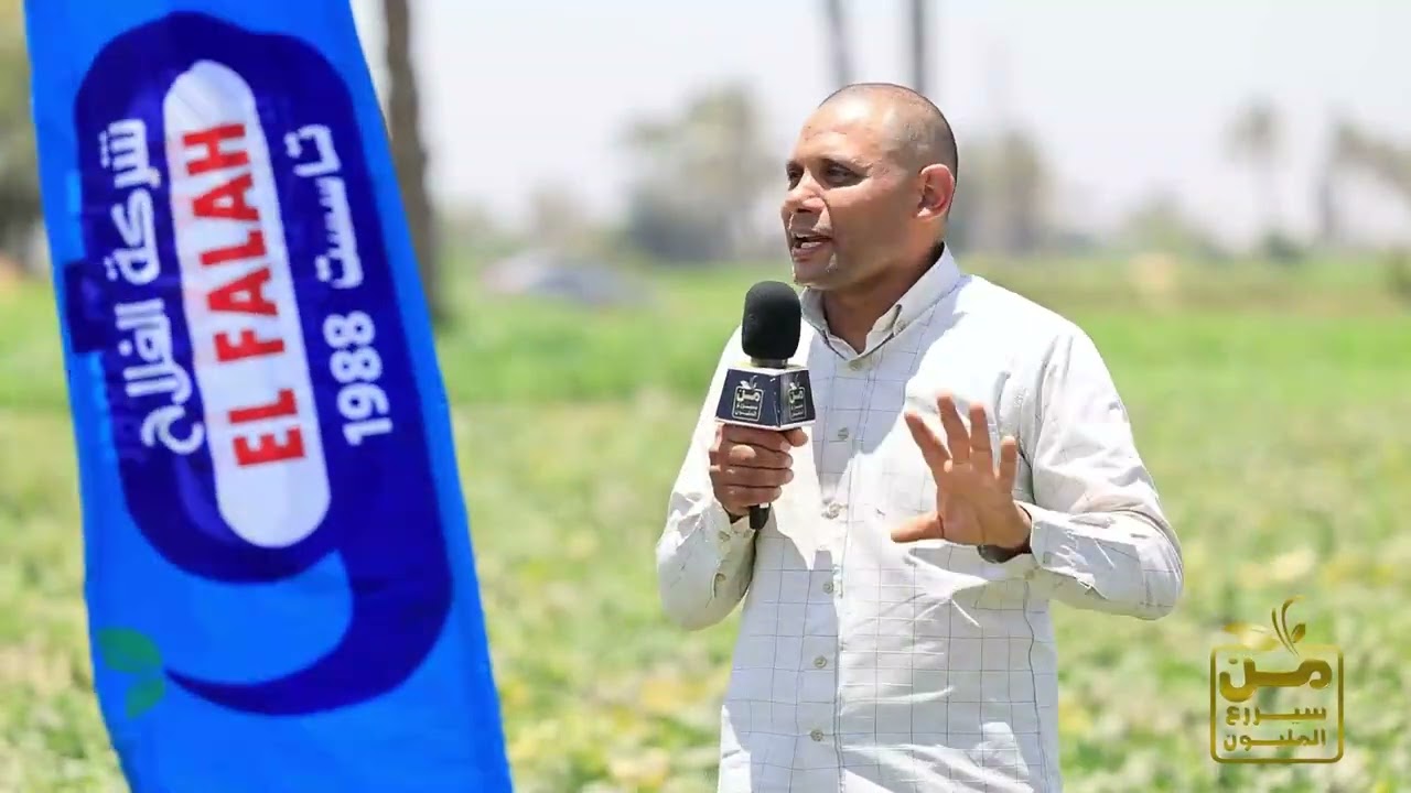 شمام سلطان.. لون منجاوي وطعم سكر وشكل مخطط مذهل
