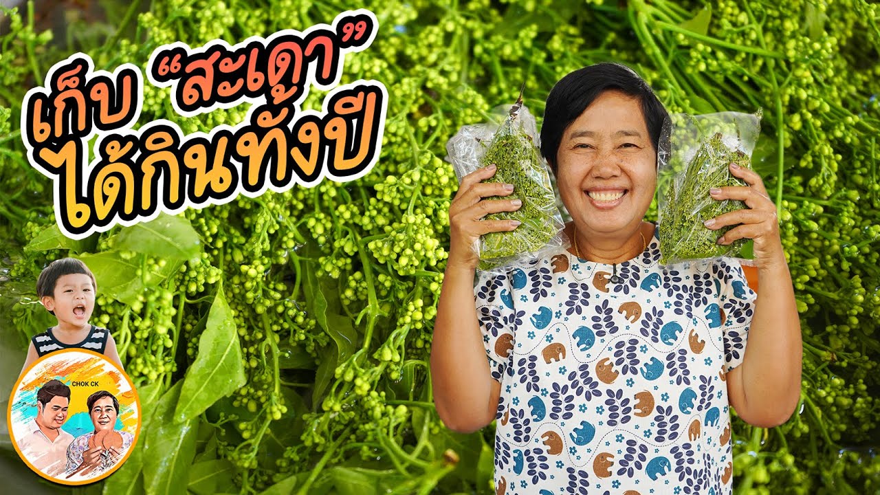 วิธีเก็บสะเดาไว้กินทั้งปี วันนี้ขอพาออกนอกบ้านไปสอยสะเดาด้วยเลยจ้า l ยายสมร CHOK CK