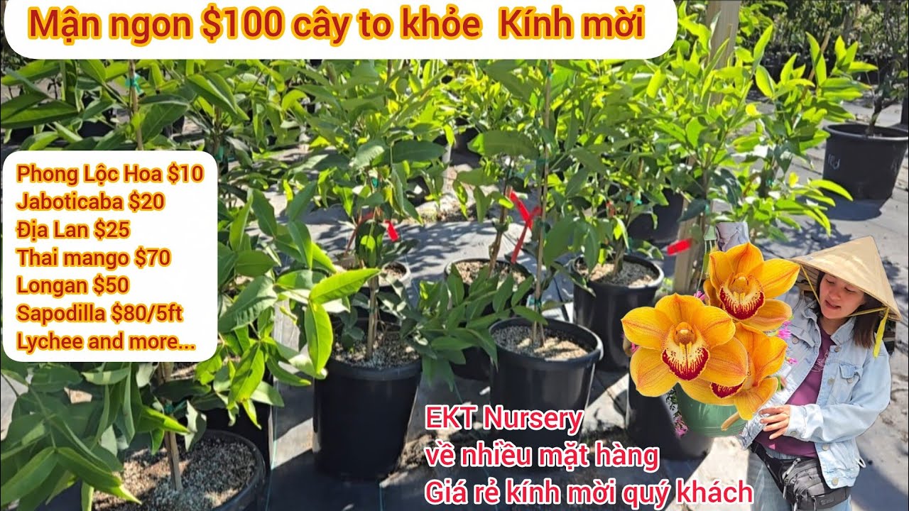 EKT Nursery: Jaboticaba $20, xoài ngon, Mận ngon, ổi, mãng cầu, ngon đủ loại, hoa tết về nhiều