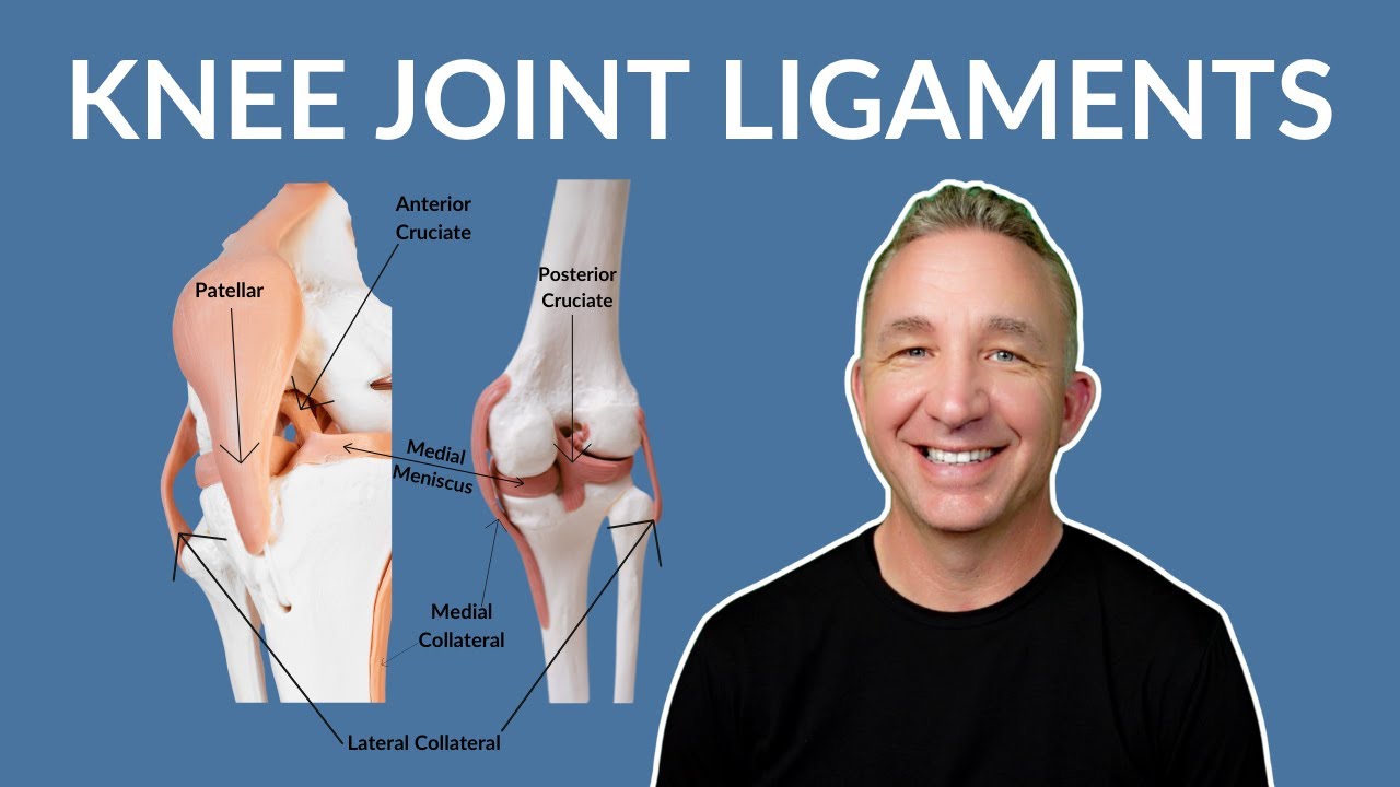 Understanding Knee Joint Ligaments