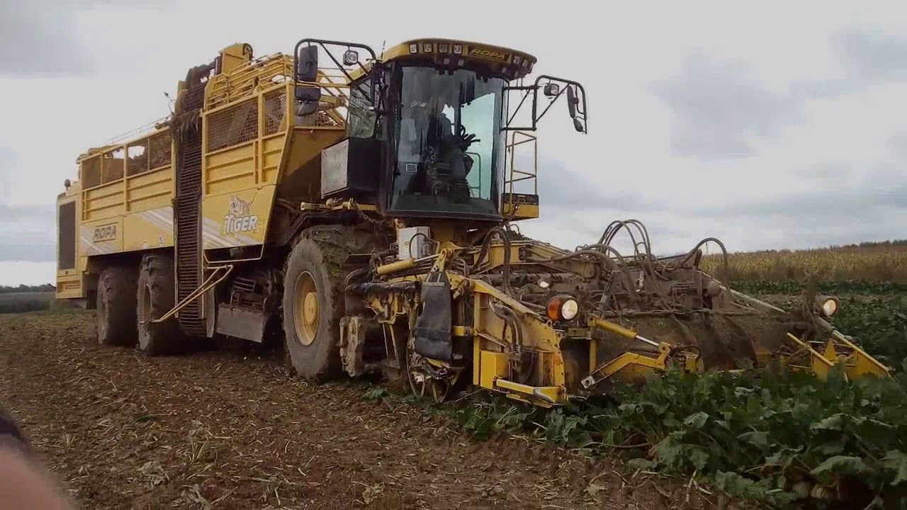 Firma KORDOWSKI - Kampania Buraczana 2018 Woj. Lubelskie ROPA TIGER V8-4 // Fendt Favorit 822