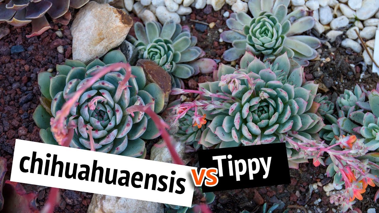 Comparing Echeveria chihuahuaensis vs Echeveria Tippy | Cerriscapedia