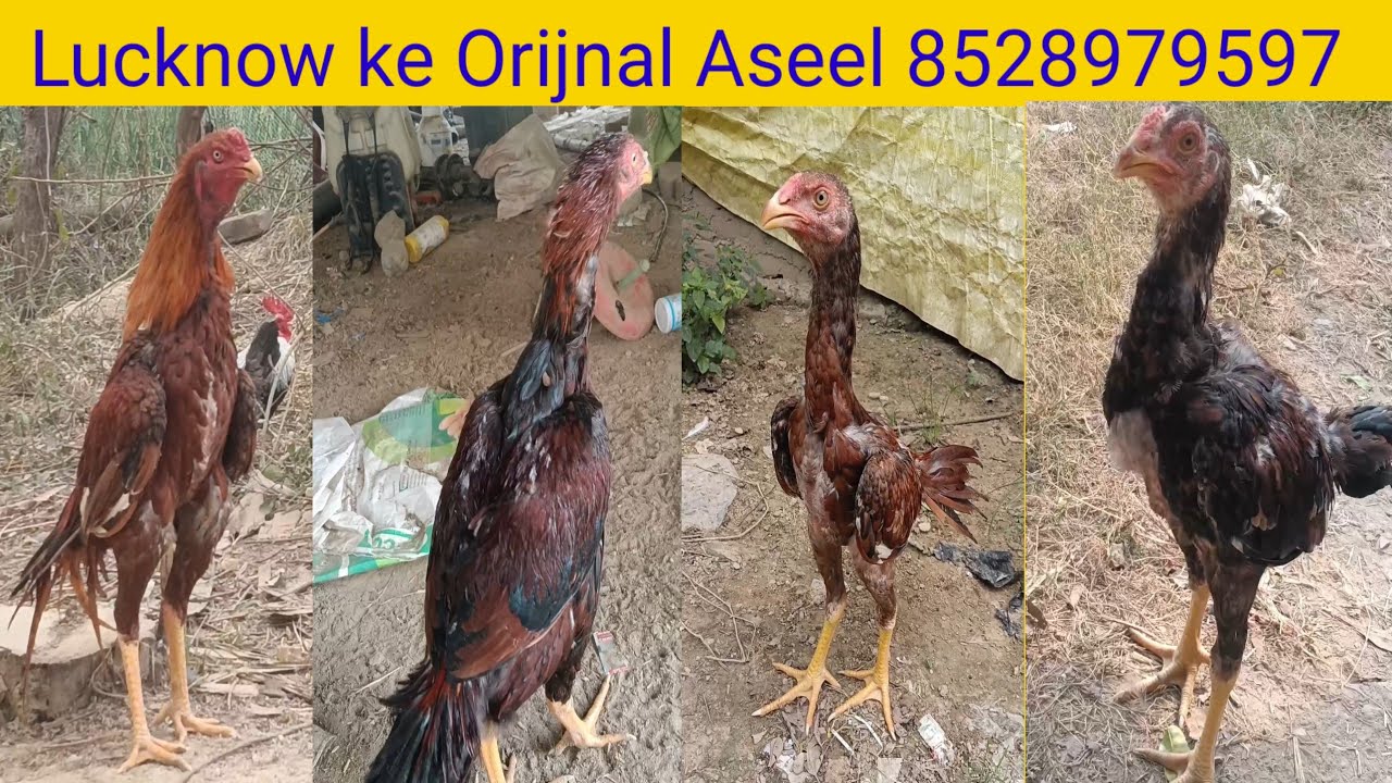 Aseel Lucknow 8528979597
