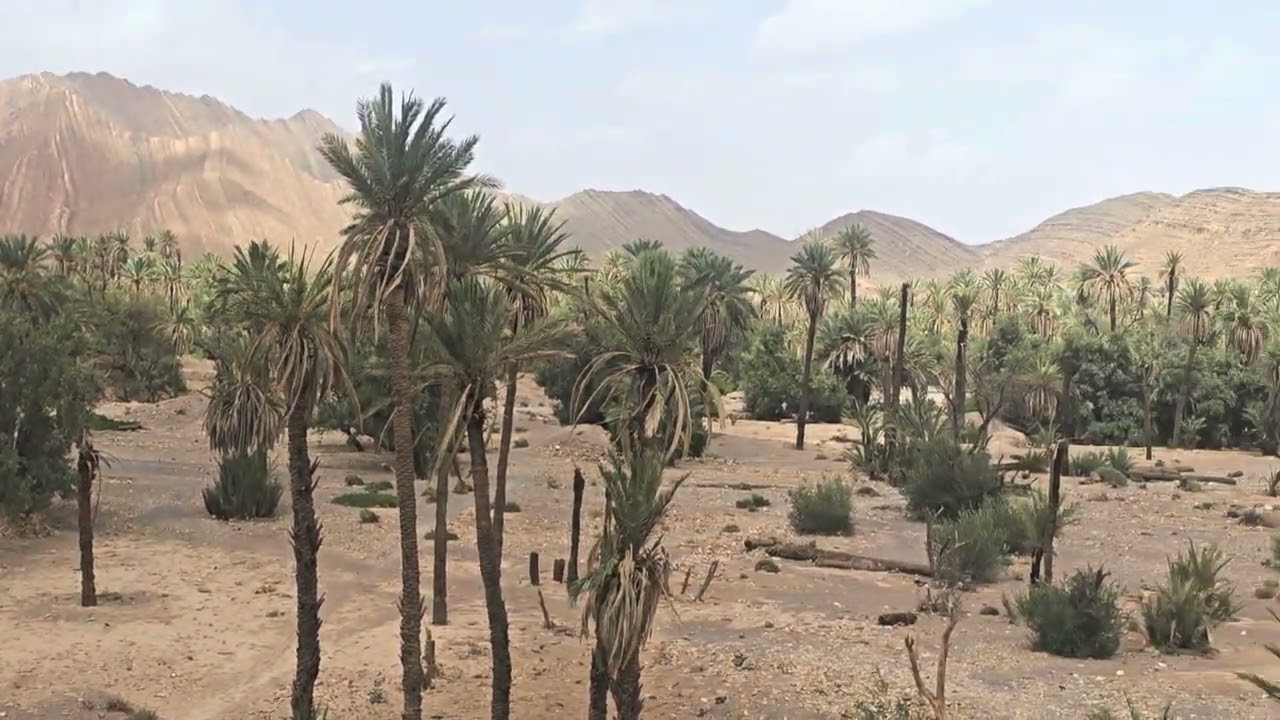 10 فبراير 2026