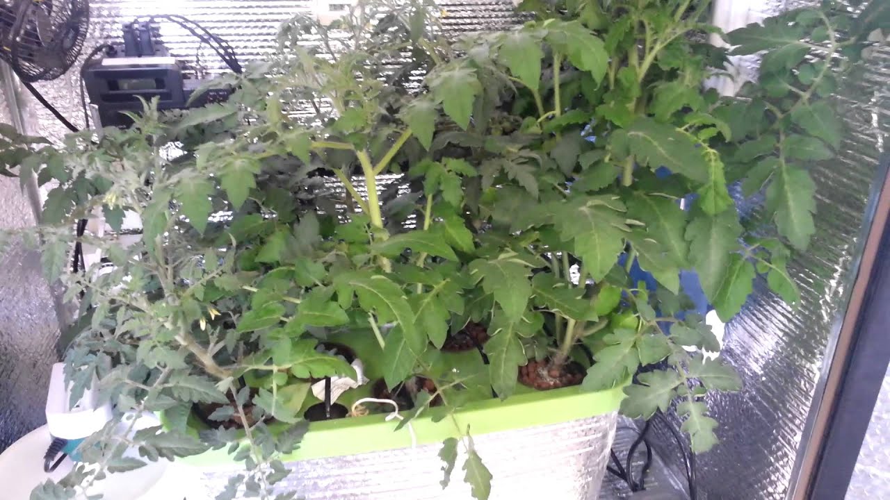 Accelerated Technologies Stanley 336 PRO Tomato Grow Week 6