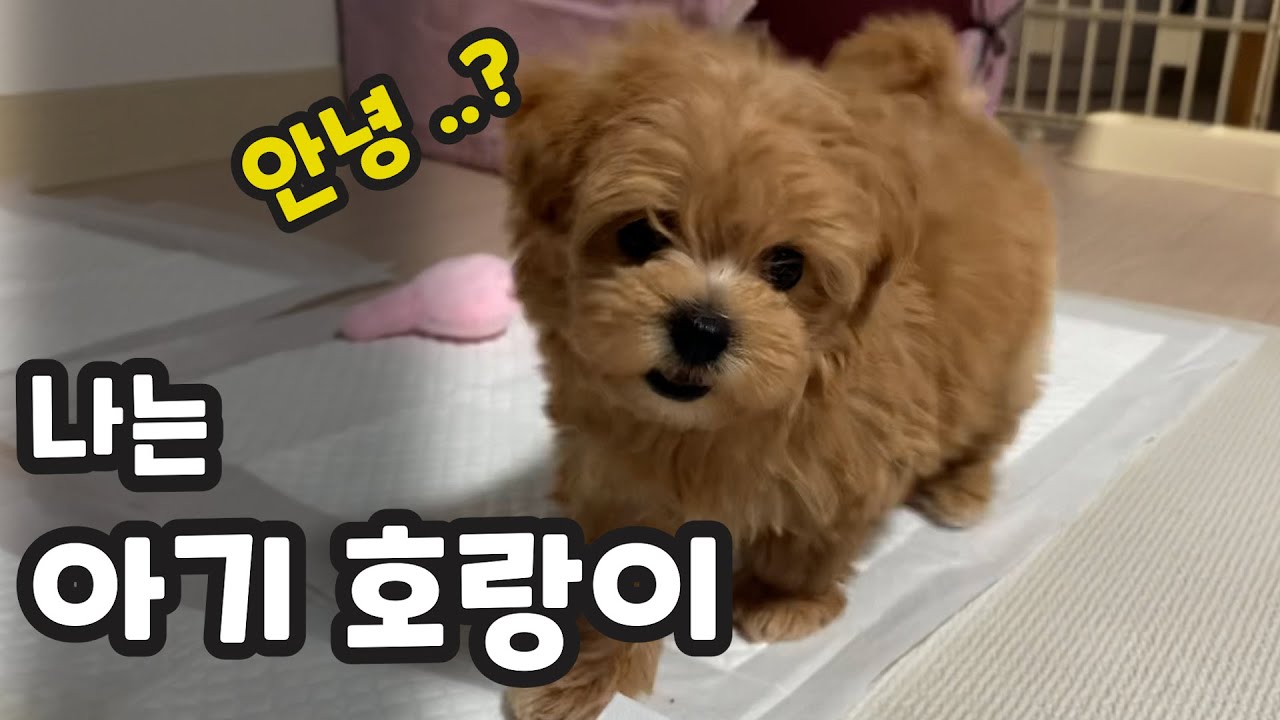 말티푸 아기 강아지와 처음 만난 날