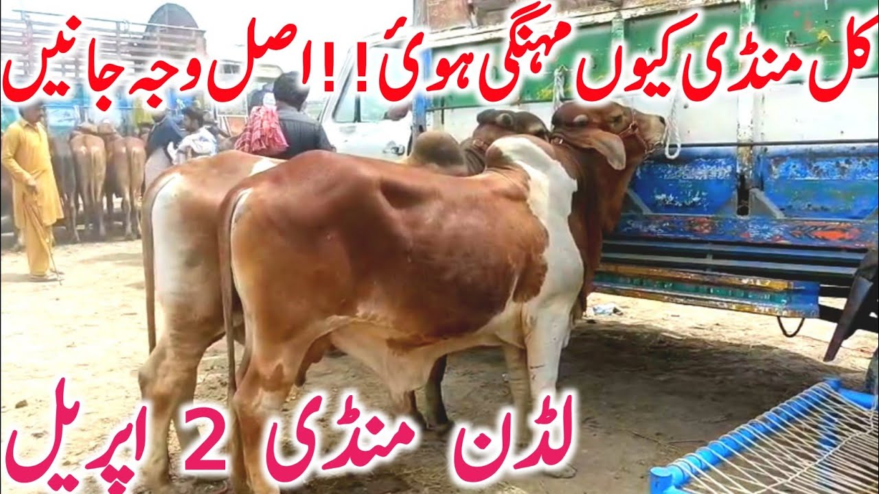 Luddan Mandi Full Tour 2026 | Sahiwal & Cholistani Cows | Brahman Bachre | Qurbani Mal Rates