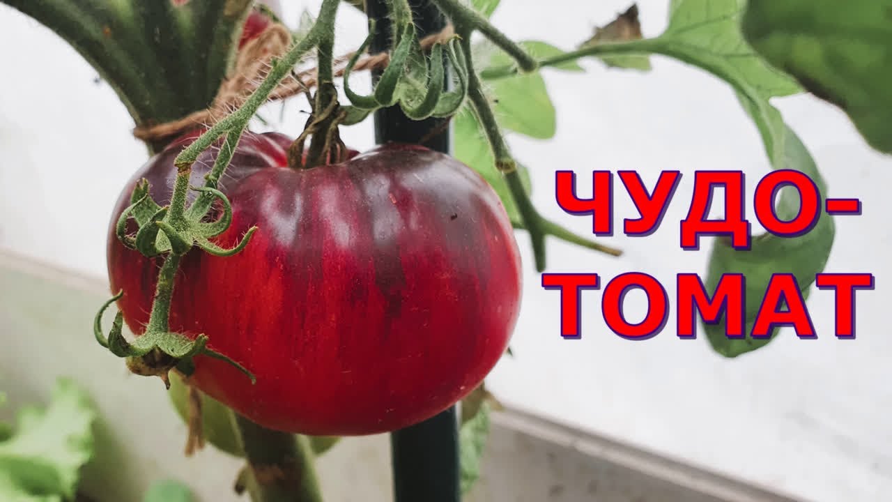 Томат Черничный десерт. Удивительный сорт помидоров. Подмосковье Бисерово озеро