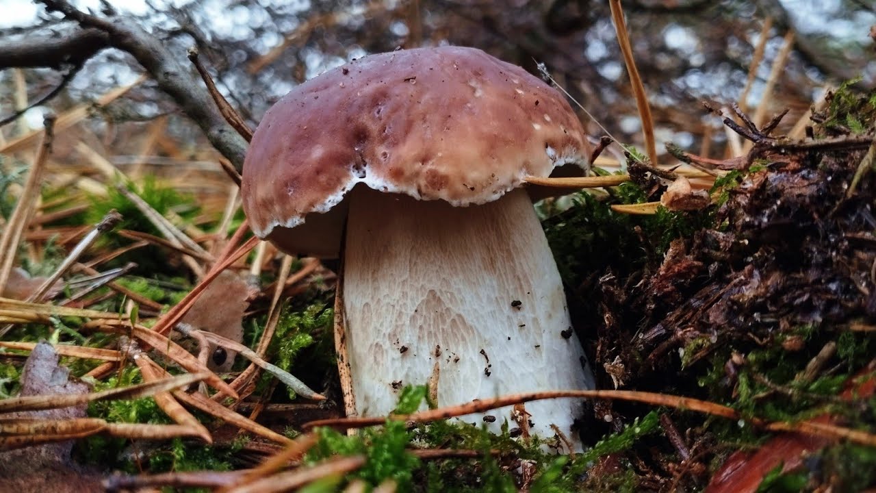 Останній грибний ривок: Білі гриби та польські в кінці жовтня #boletus, #mushroom, #гриби, #грибы,