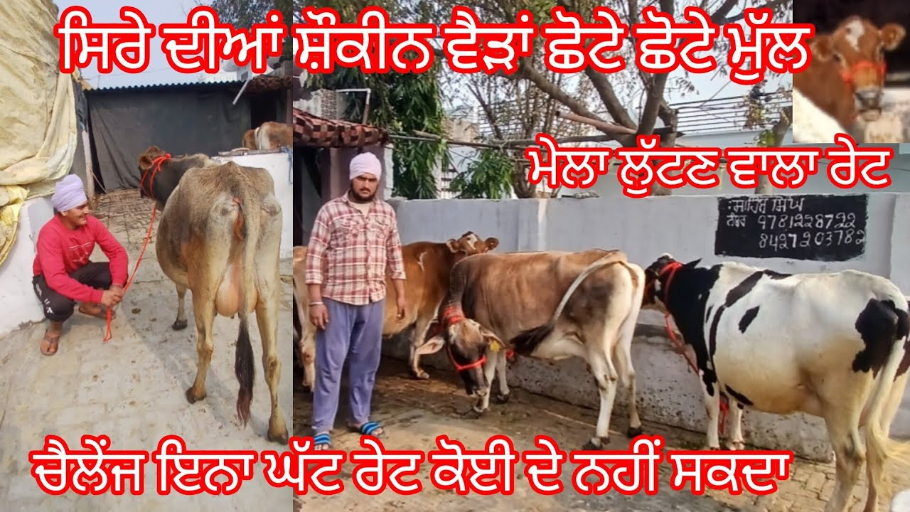 ਸਾਹਿਬ ਸਿੰਘ ਲੈ ਆਇਆ ਸ਼ੌਕੀਨ ਵੈੜਾ ਮੁੱਲ ਜਮਾ ਛੋਟੇ ਛੋਟੇ ਕਰ ਦਿੱਤੇ /cow for sale /cheema dairy farm 