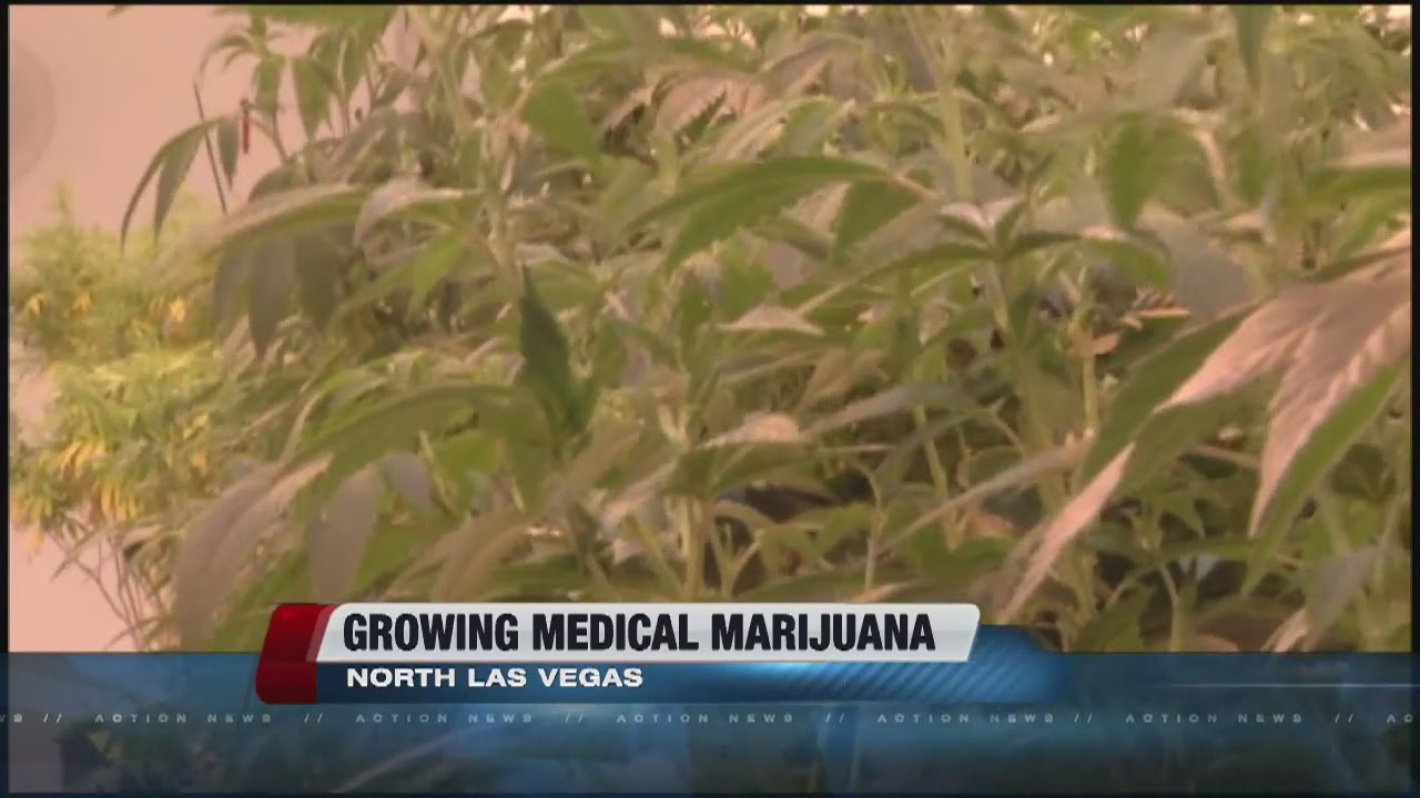 Growing medical marijuana