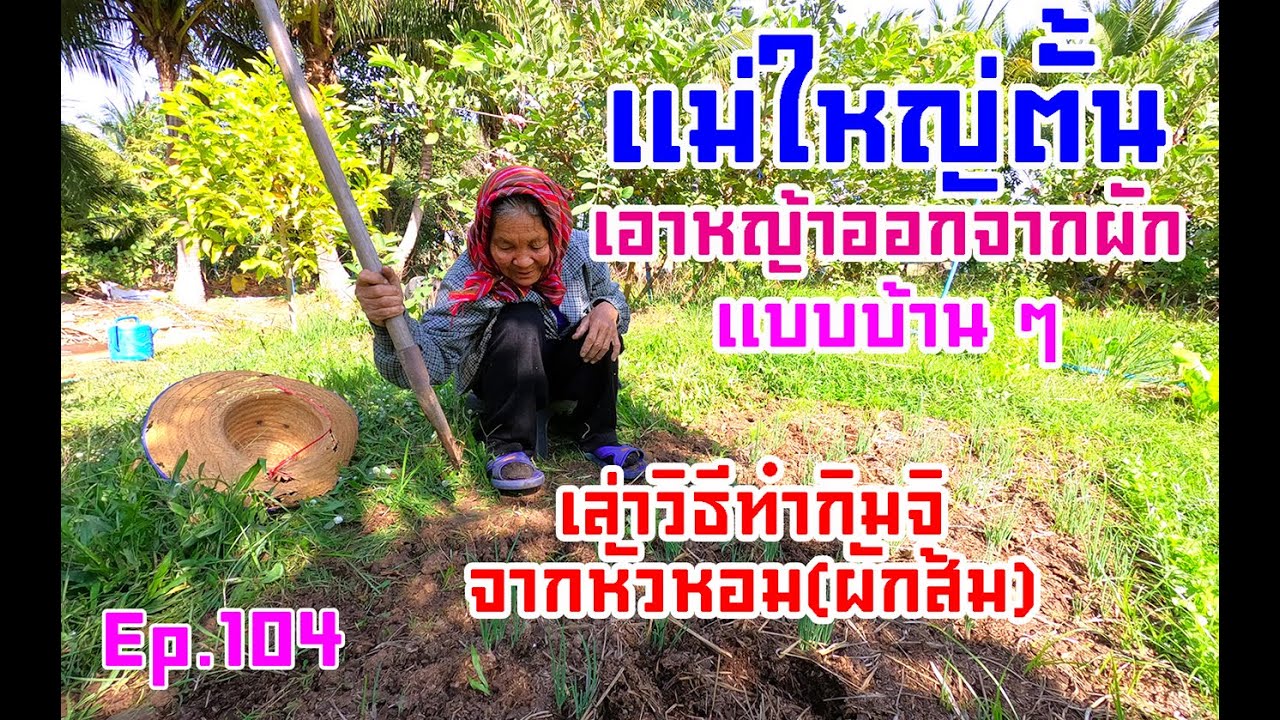 Ep104 แม่ใหญ่ตั้น #เล่าวิธีทำผักส้มหรือกิมจิอีสาน และเอาหญ้าออกจากแปลงผักแบบบ้าน ๆ มาดูกันจ้า