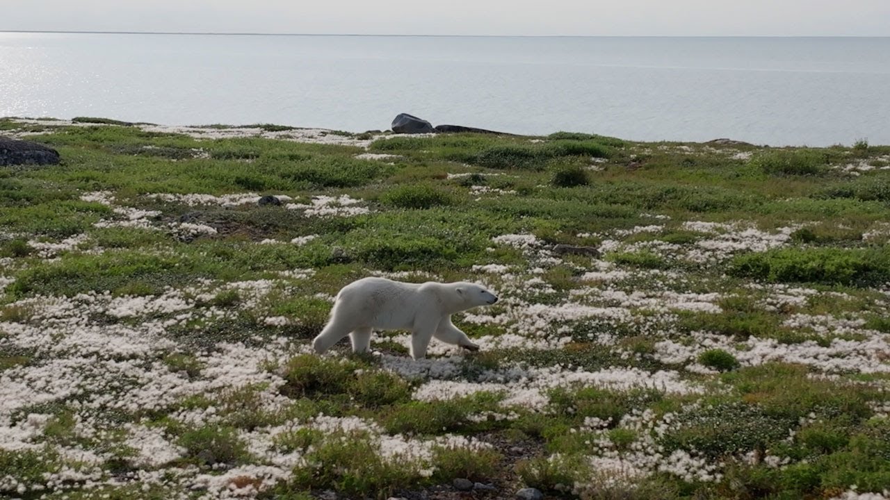 Churchill, Manitoba: Stewards of the Bay
