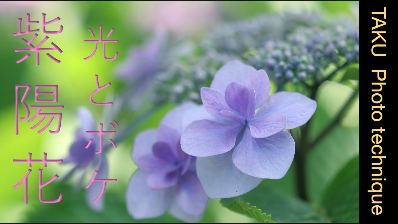 紫陽花・光の読み方と前ボケの入れ方