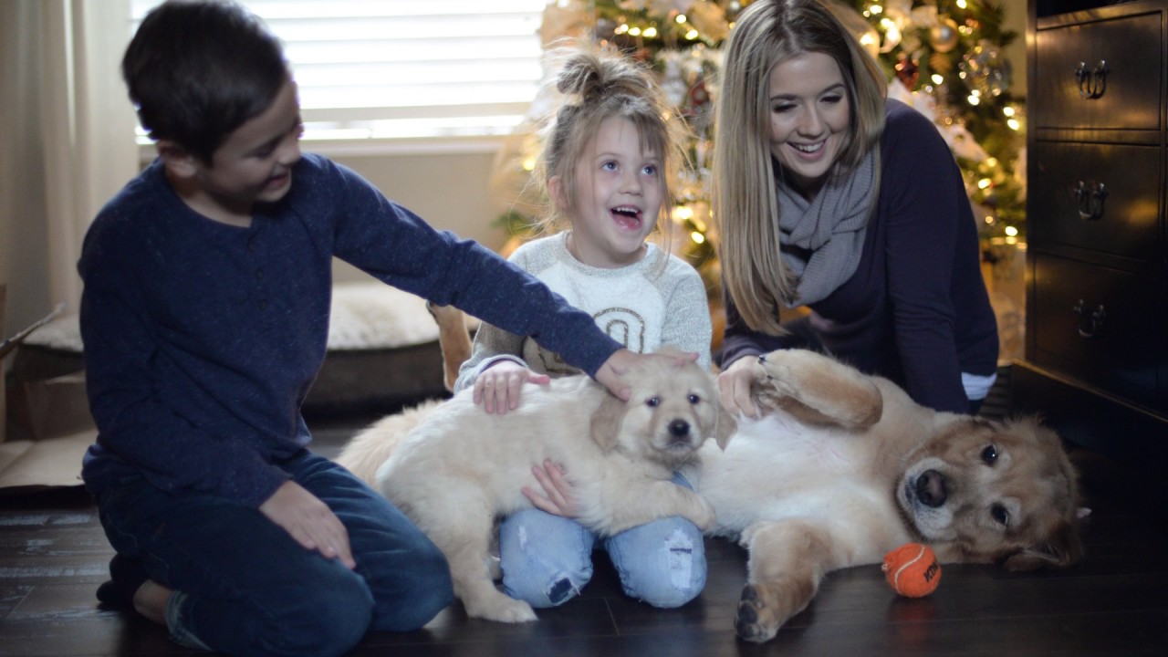 Christmas Surprise - Kids Meet Their Golden Retriever Puppy