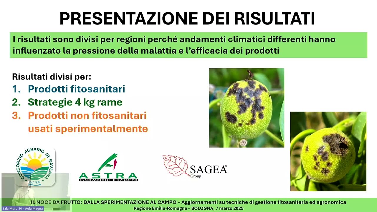 Il Noce da frutto, dalla sperimentazione al campo - seconda parte