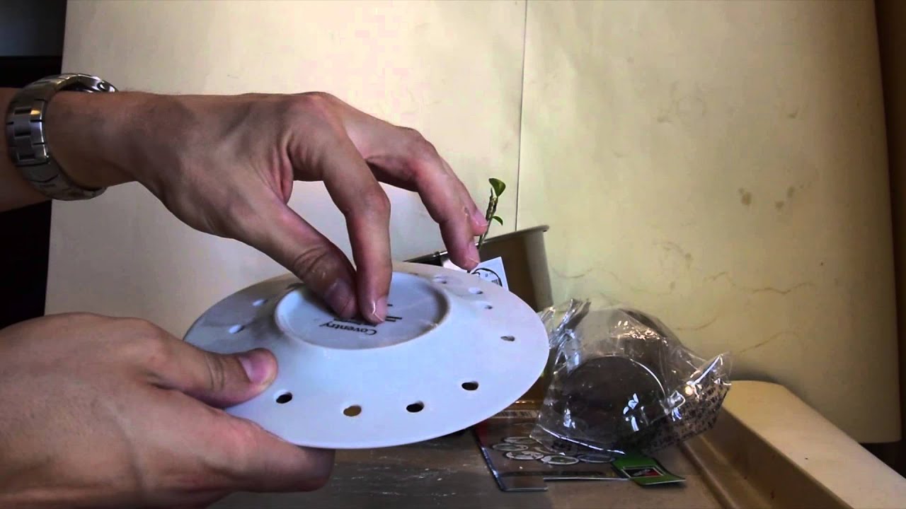 T&eacute;cnica para crear un nebari Perfecto