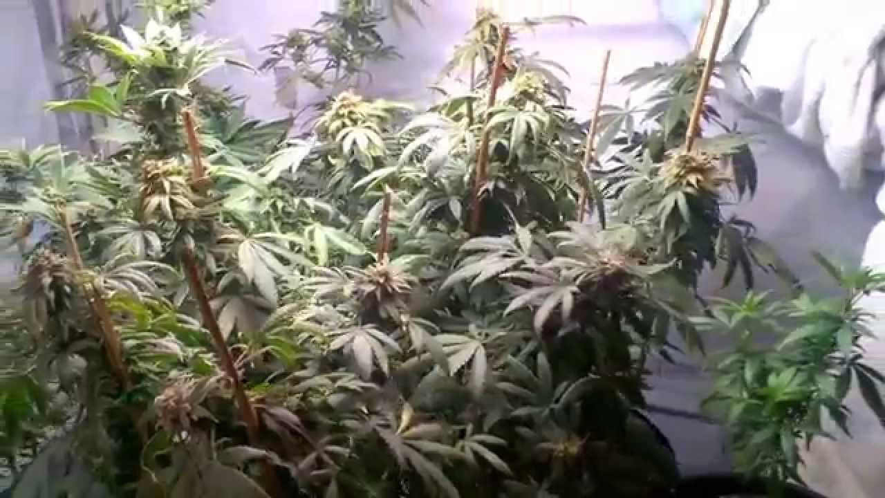 Hyroots Garden day 5, 48, 55