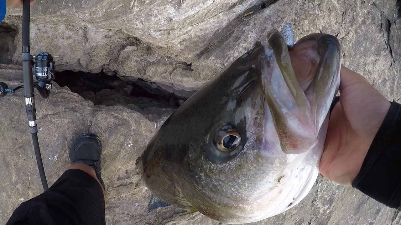 More Striper Fishing in Tennessee!