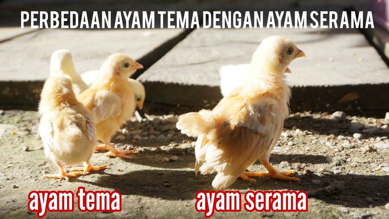 perbedaan ciri fisik ayam tema dengan ayam serama anakan #breeding #ayamhias