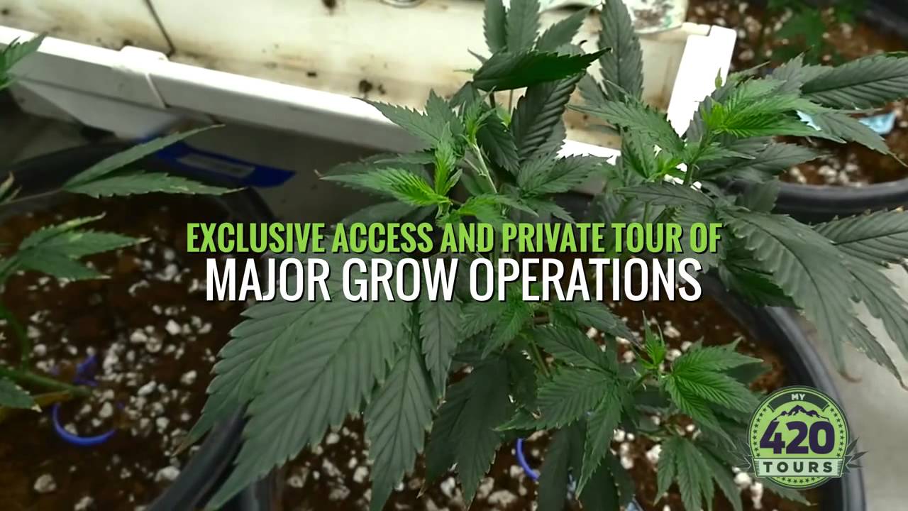 Pot Tours Denver - Cannabis Tour Colorado - My 420 Tours