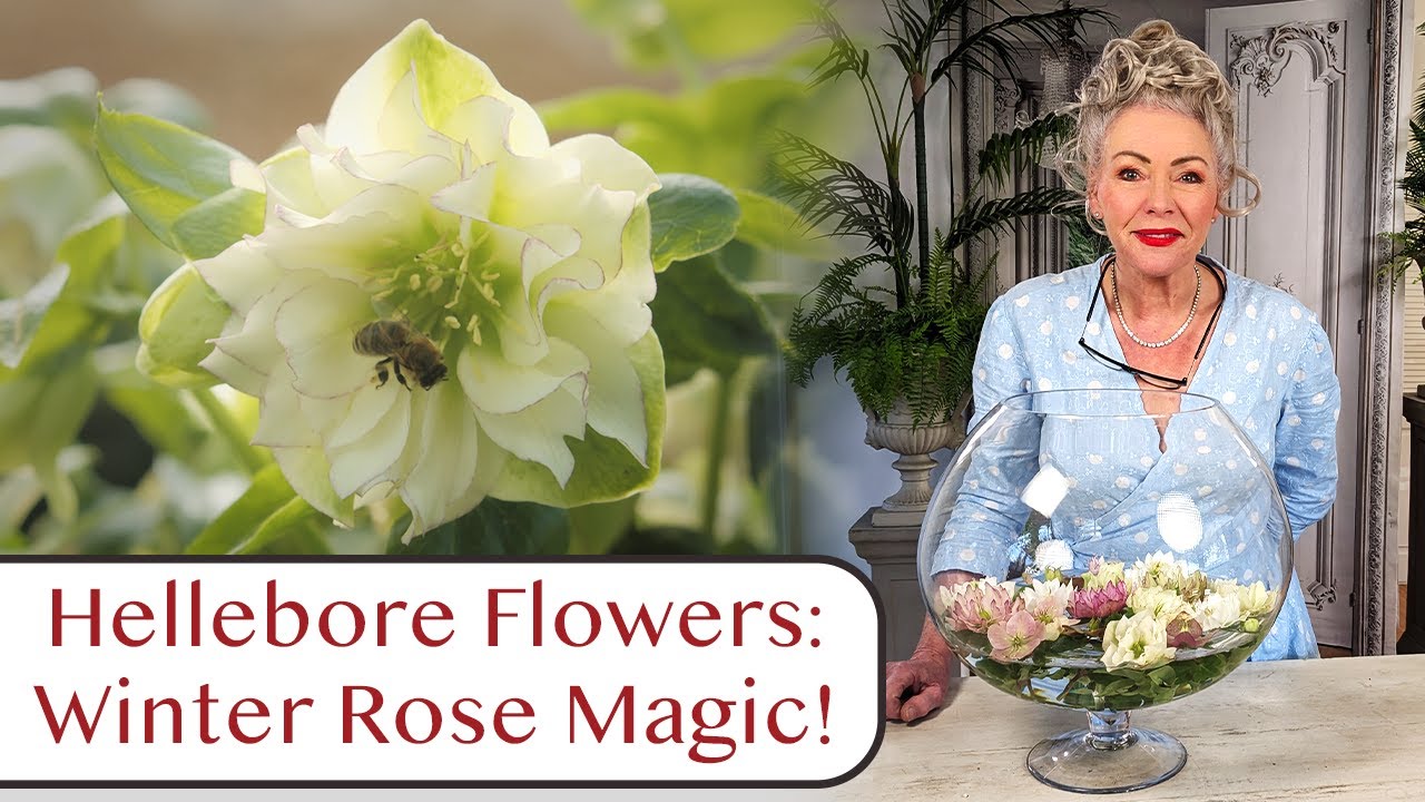 Unlocking the Magic of Hellebore Flowers: The Winter Rose's Beauty & A Simple Display Idea!
