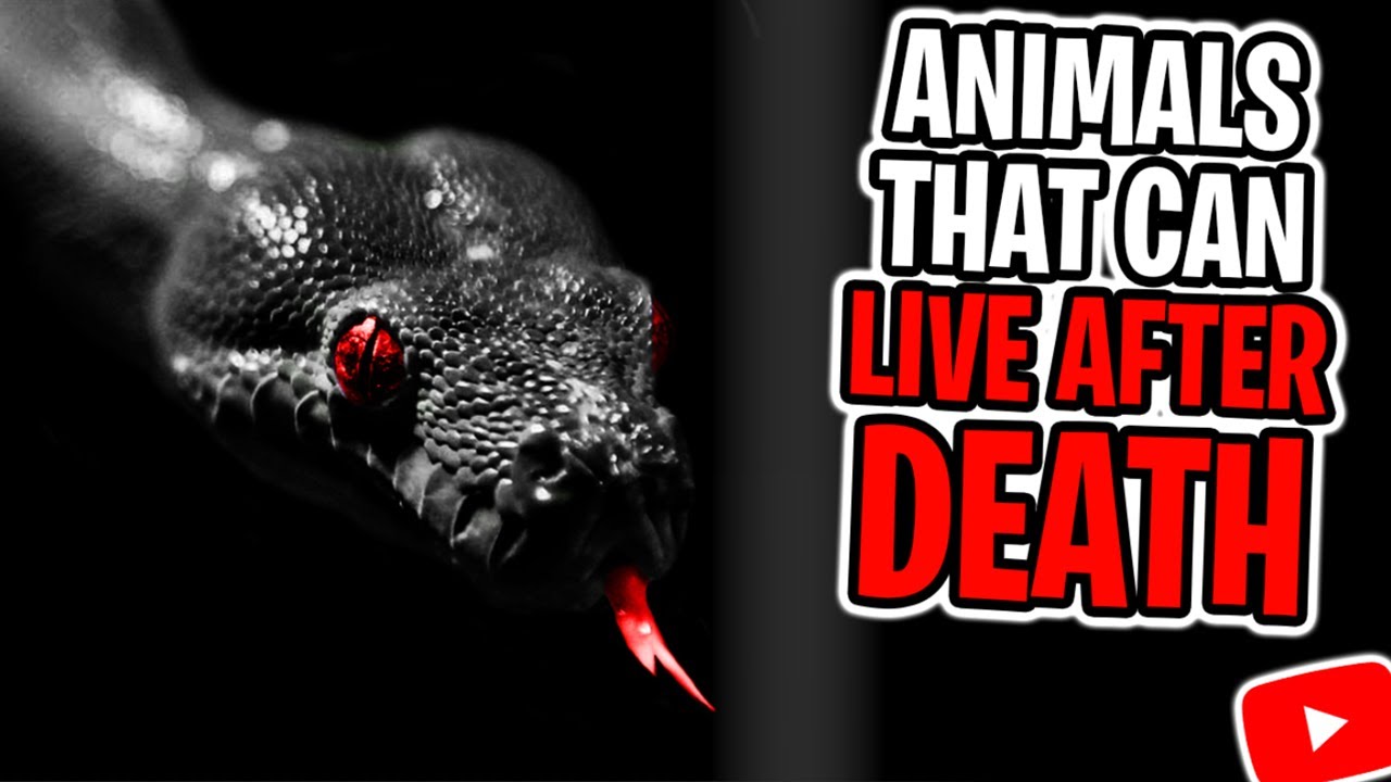 6 Animals That Can Live After Death