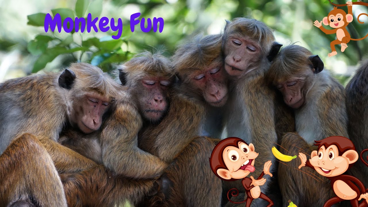 Monkey Fun Time! Sing, Dance, and Play!🐵#monkey #funny #song #animals