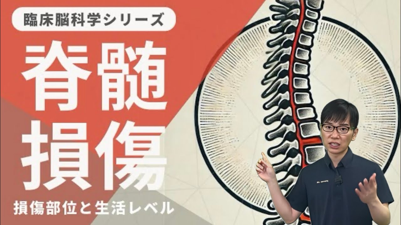 【☑︎脊髄損傷/治療】見ておくべき！症状、レベル、リハビリを徹底解説！脊髄梗塞まで