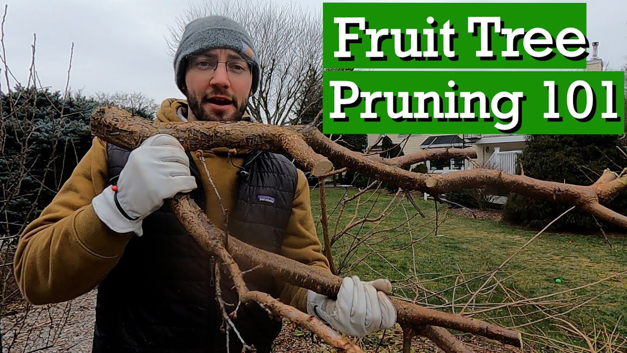 DONT Prune your Fruit Trees Before Seeing This