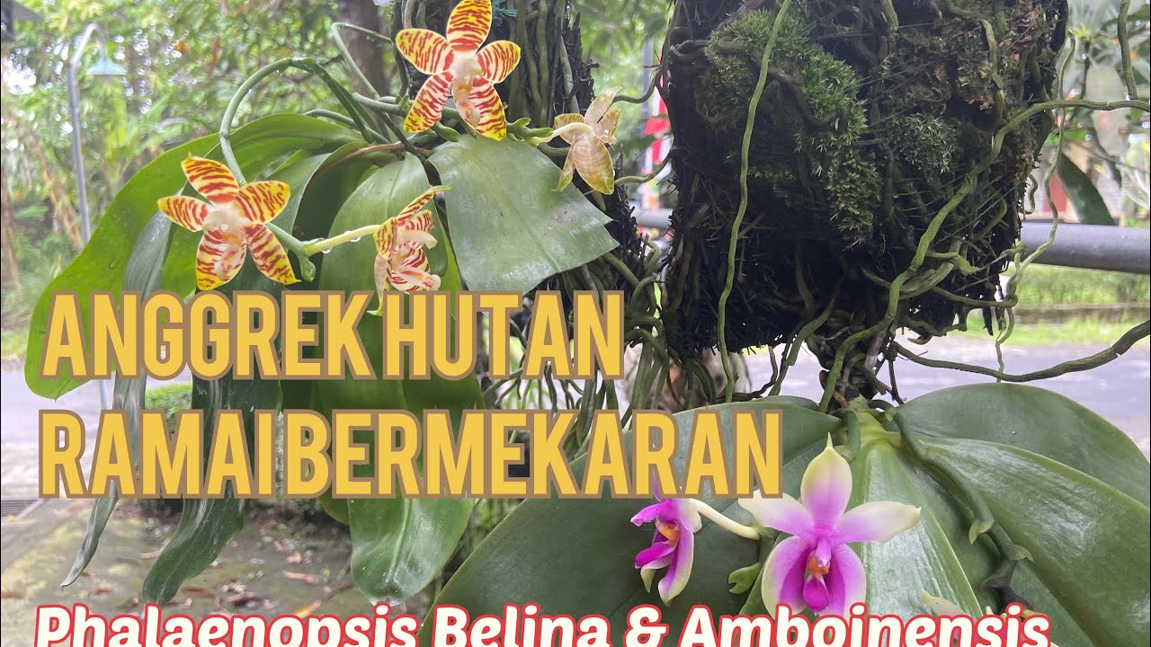 Anggrek Phalaenopsis Species Ramai Bermekaran || Phalaenopsis Belina dan Amboinensis