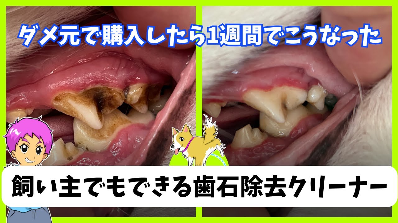 【超感動】ダメ元で購入したら想像以上に良かった歯石除去クリーナー！シニア犬の歯石が1週間でキレイになった！