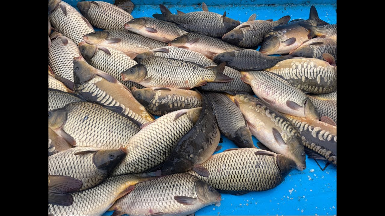 Star_fishss в прямом эфире!ANDIJAN BALIQ OMBORI 🔴🔴🔴🔴🔴🔴🔴🐟🐟🐟🐟🐟🐟🐟