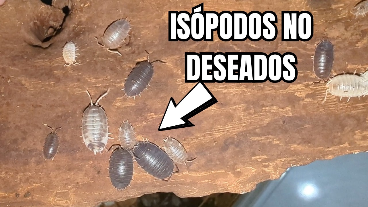 Cometí un error seleccionando Bichos bola | Porcellio laevis