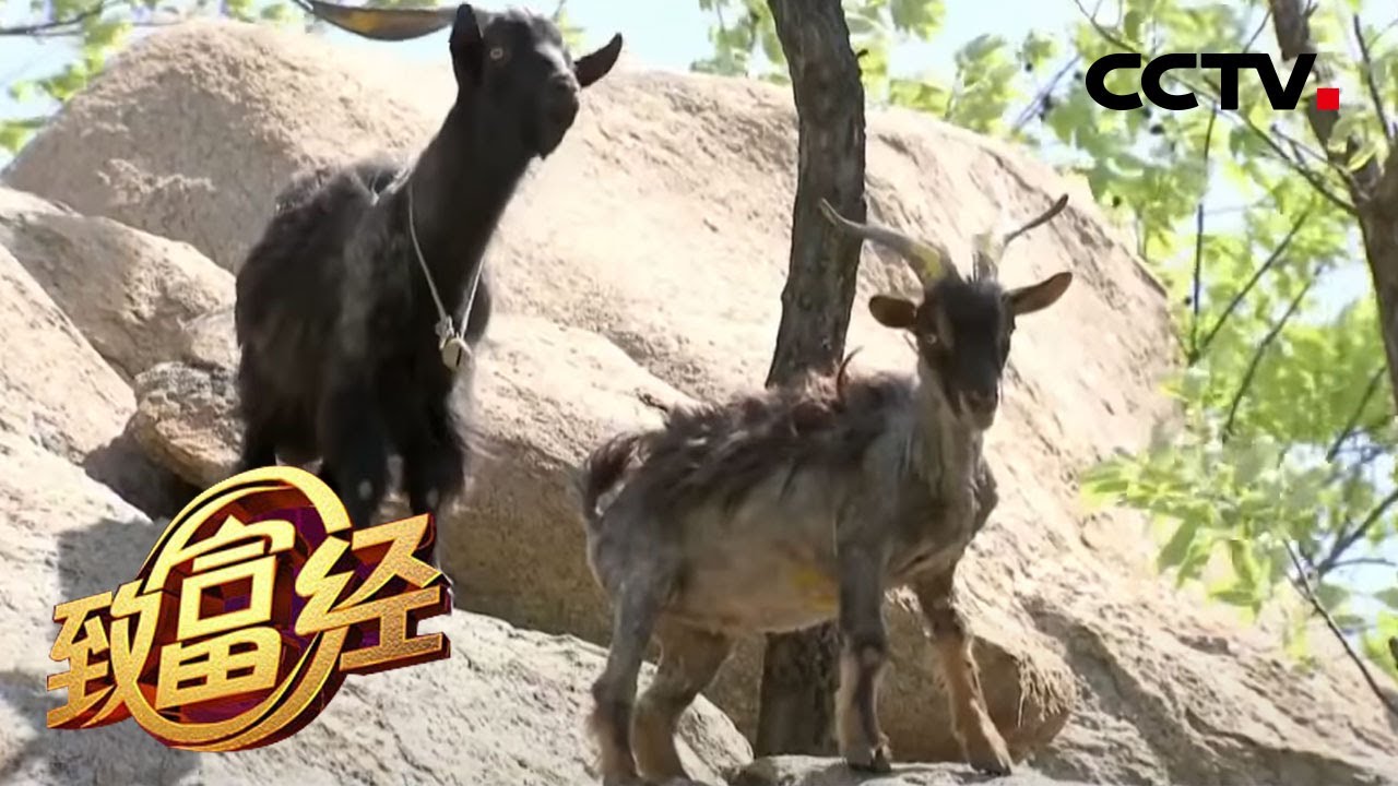 《致富经》返乡男人不服输 让“山羊猴子”成为满山跑的财富 20200603 | CCTV农业