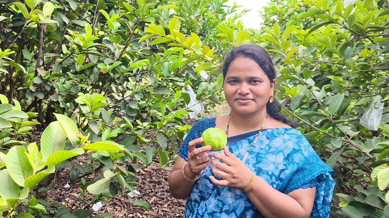 జామ తోట @ వెల్లటూరు - AP @ Gardening @ Ruth Priyanka Vlogs